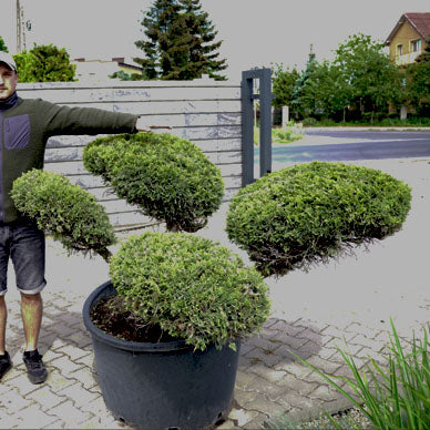 Niwaki (Bonsai) formuotas kadagys