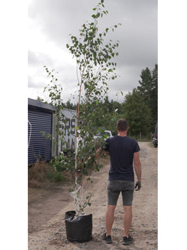 Himalajinis beržas (Betula utilis) 'Jacquemontii'